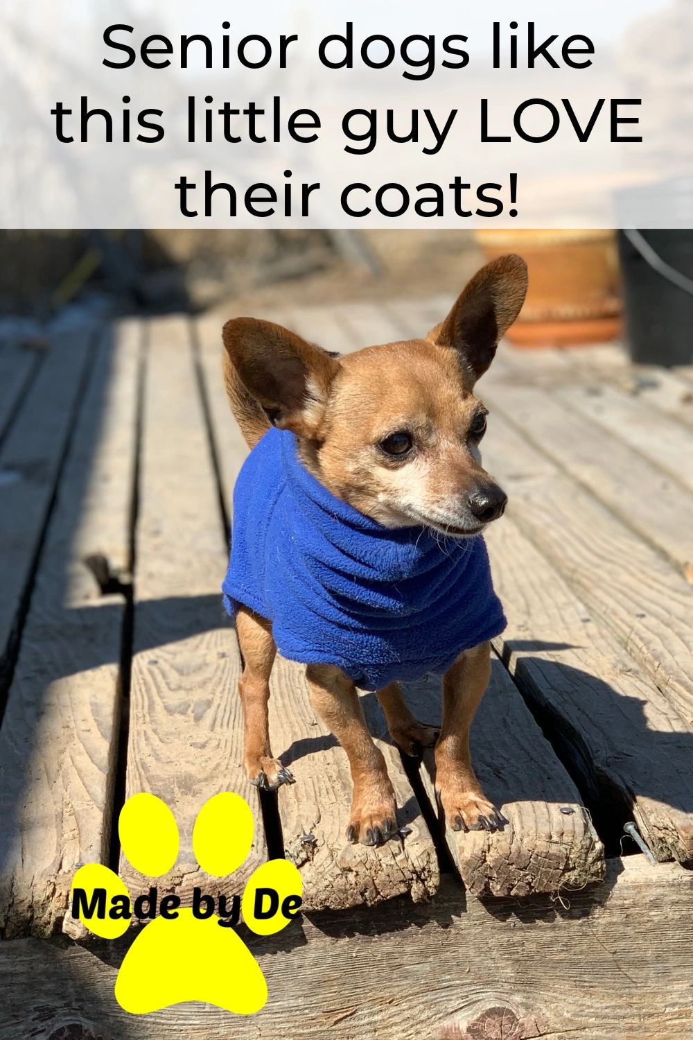 Should Dogs Have Coats